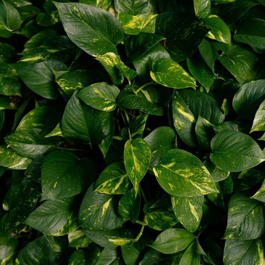 Decorative Botanical Image Beautiful Golden Pothos Leaves