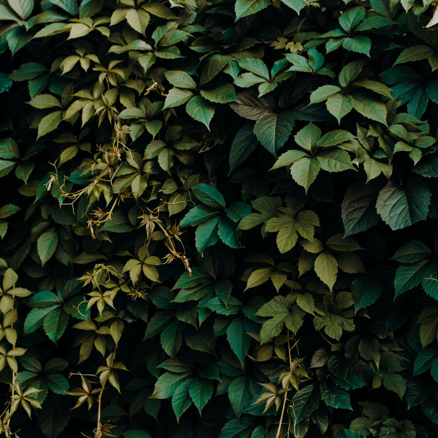 Decorative Botanical Image Beautiful Virginia Creeper Leaves