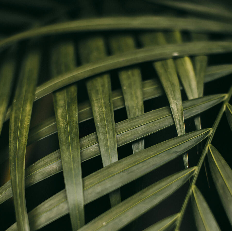 Decorative Botanical Image Beautiful Parlor Palm Leaves