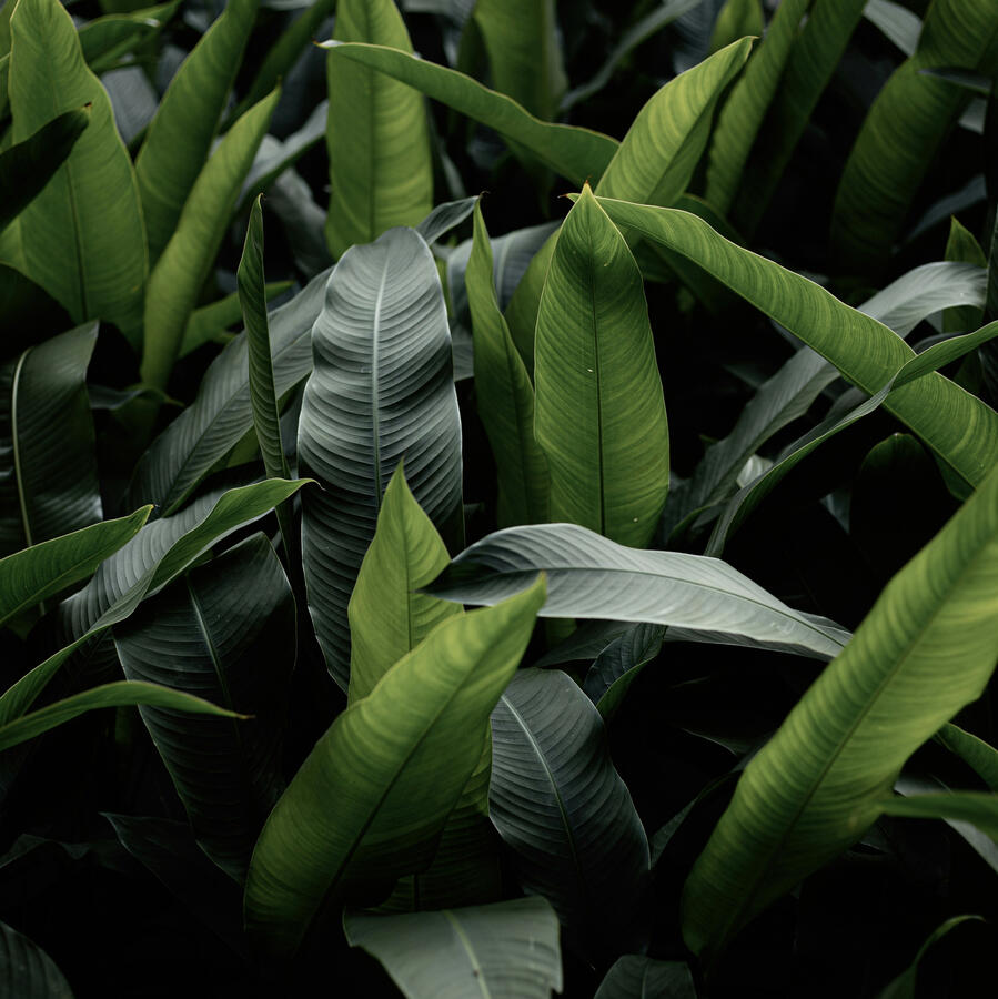 Decorative Botanical Image Beautiful Bird of Paradise Leaves