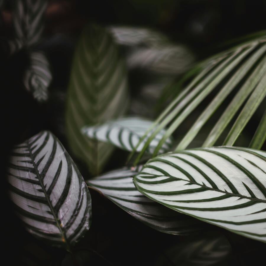 Decorative Botanical Image Beautiful Calathea 'Majestica' Leaves
