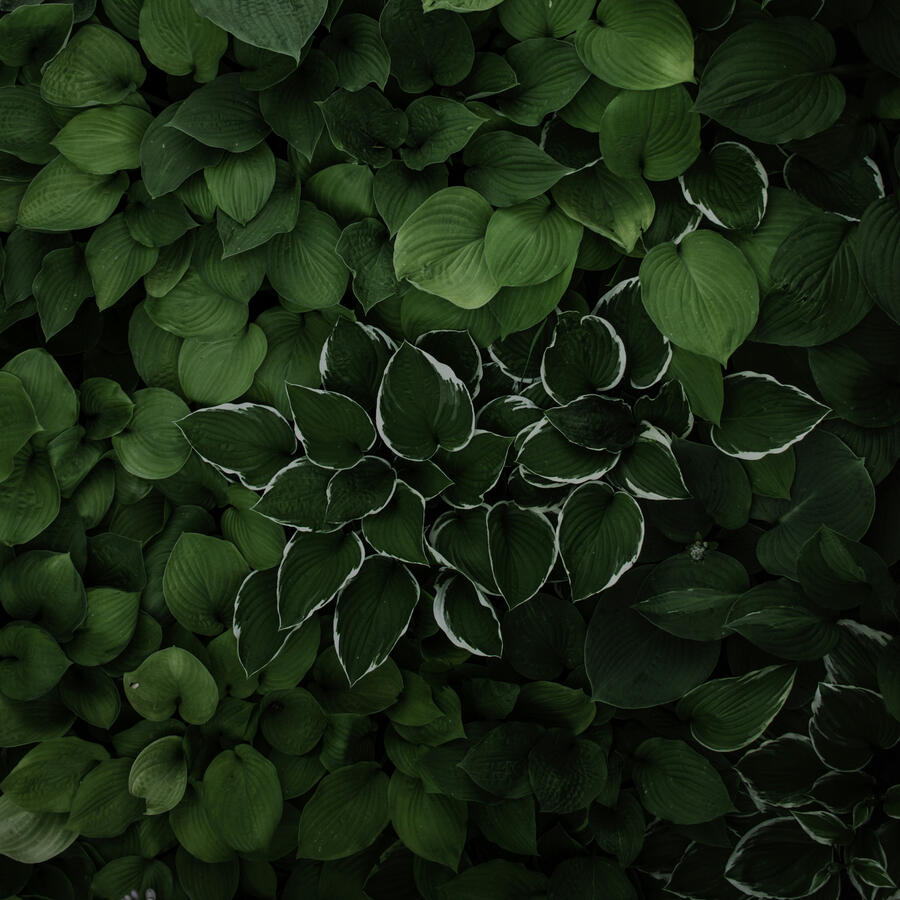 Decorative Botanical Image Beautiful Hosta Plant Leaves