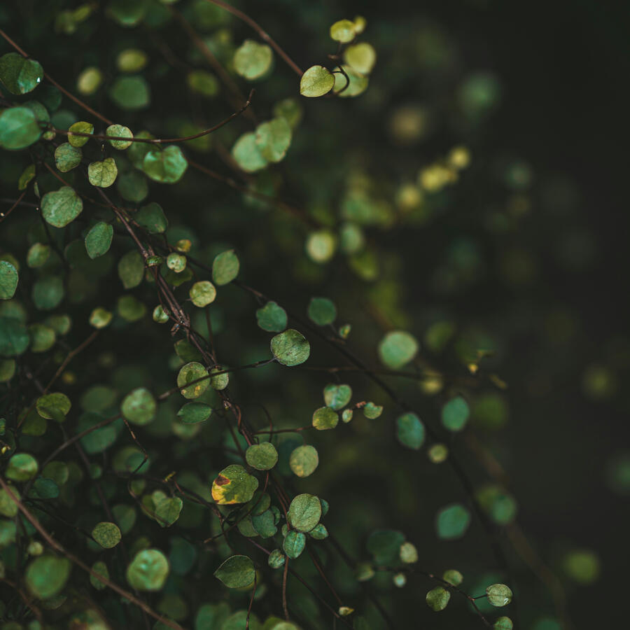 Decorative Botanical Image Beautiful Creeping Wire Vine Leaves