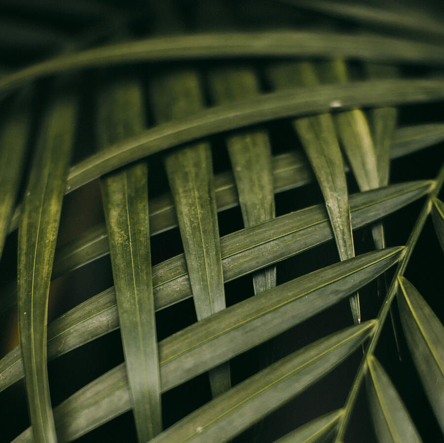 Decorative Botanical Image Beautiful Parlor Palm Leaves