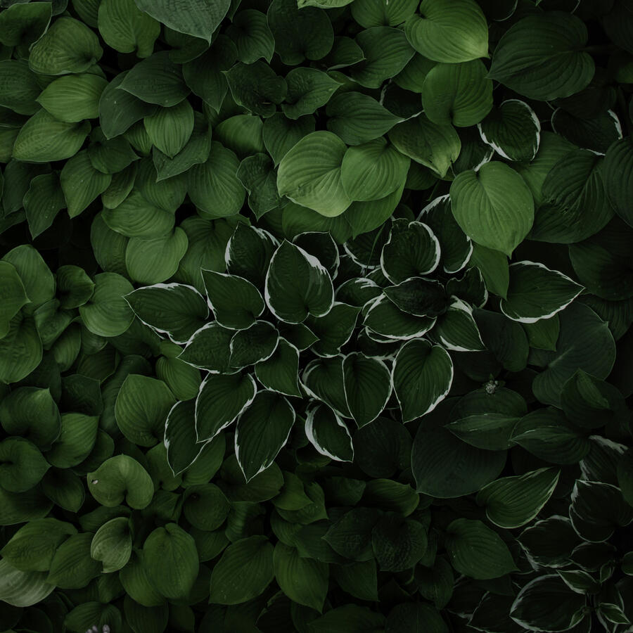 Decorative Botanical Image Beautiful Hosta Plant Leaves