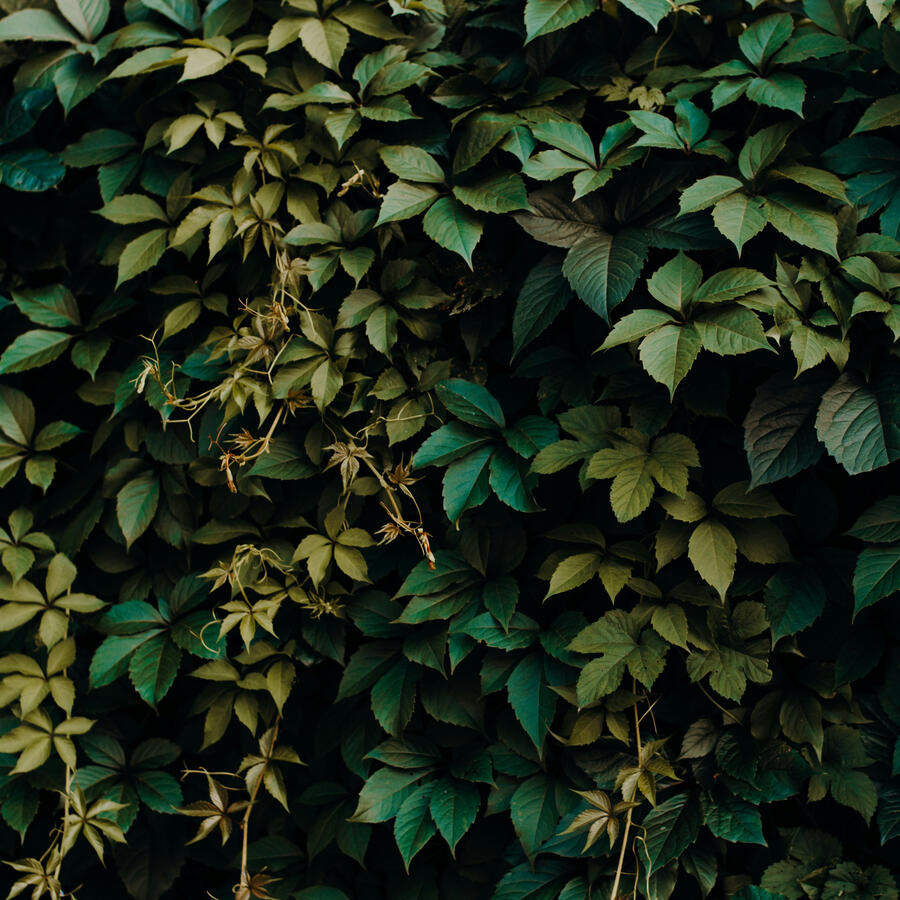 Decorative Botanical Image Beautiful Virginia Creeper Leaves