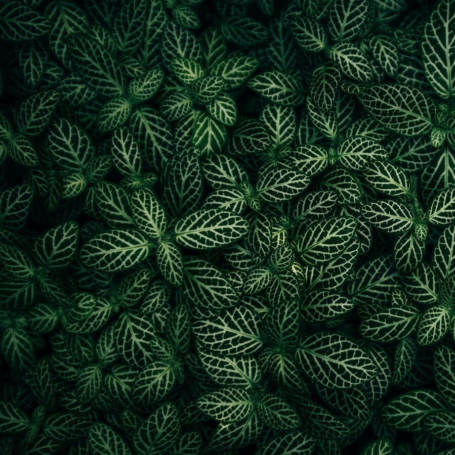 Decorative Botanical Image Beautiful Nerve Plant Leaves