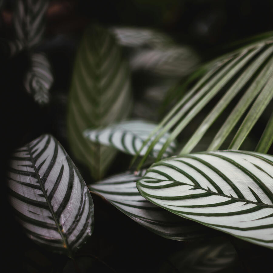 Decorative Botanical Image Beautiful Calathea 'Majestica' Leaves