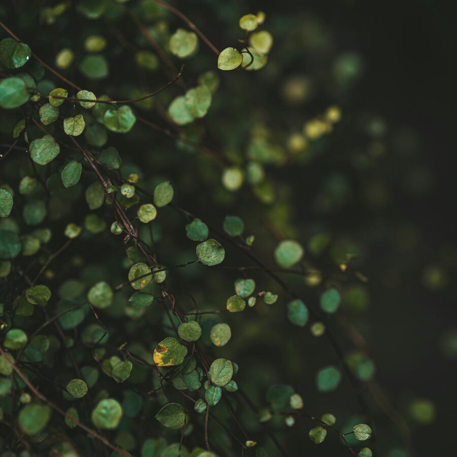 Decorative Botanical Image Beautiful Creeping Wire Vine Leaves