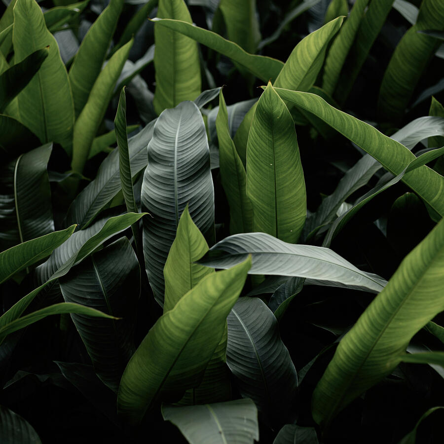 Decorative Botanical Image Beautiful Bird of Paradise Leaves
