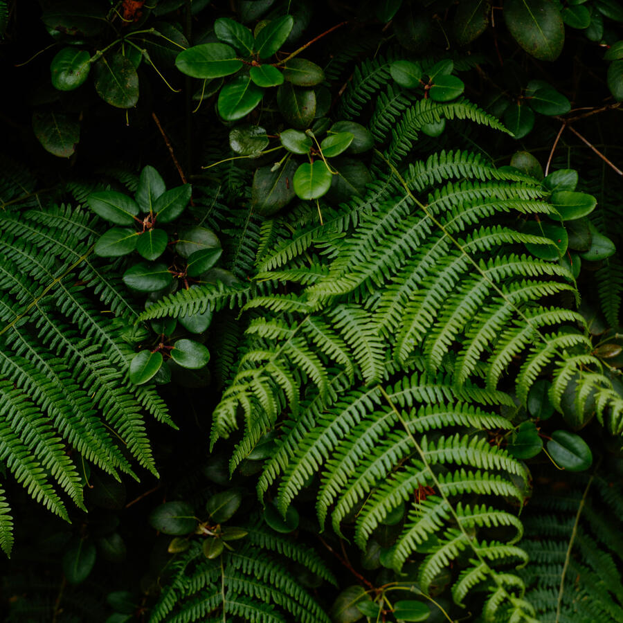Decorative Botanical Image Beautiful Western Sword Fern Leaves