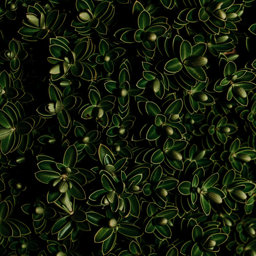 Decorative Botanical Image Beautiful Boxwood Leaves