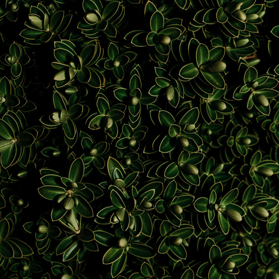 Decorative Botanical Image Beautiful Boxwood Leaves