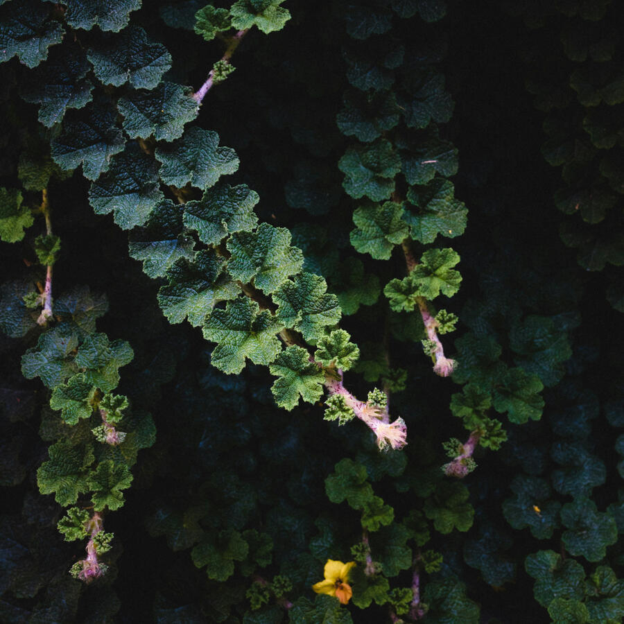 Decorative Botanical Image Beautiful Creeping Bush Mallow Leaves
