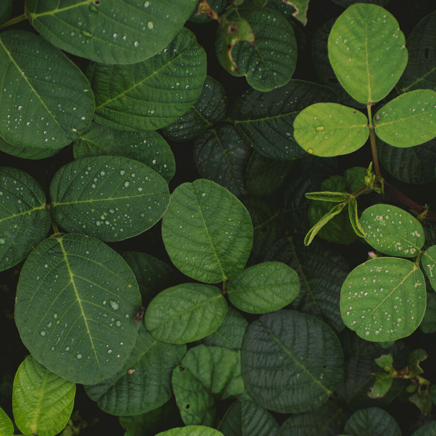 Decorative Botanical Image Beautiful Desmodium (Tick-trefoil) Leaves