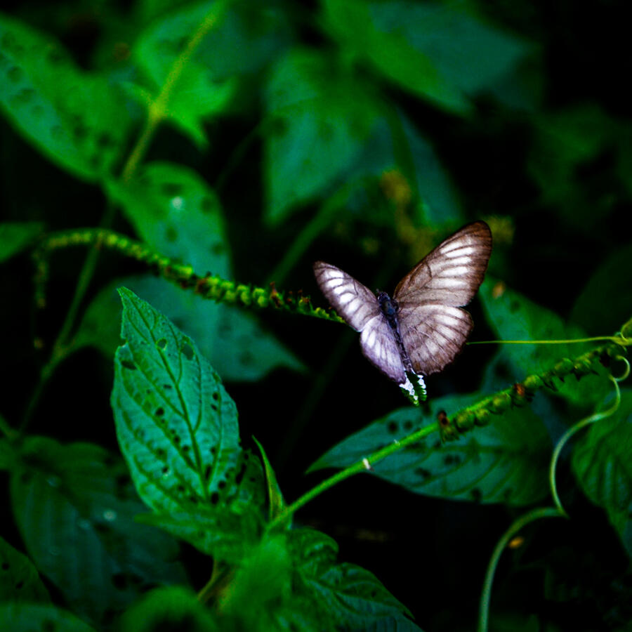 Decorative Botanical and Nature Image Beautiful Green Leaves and Butterfly, Symbolizing New Beginnings