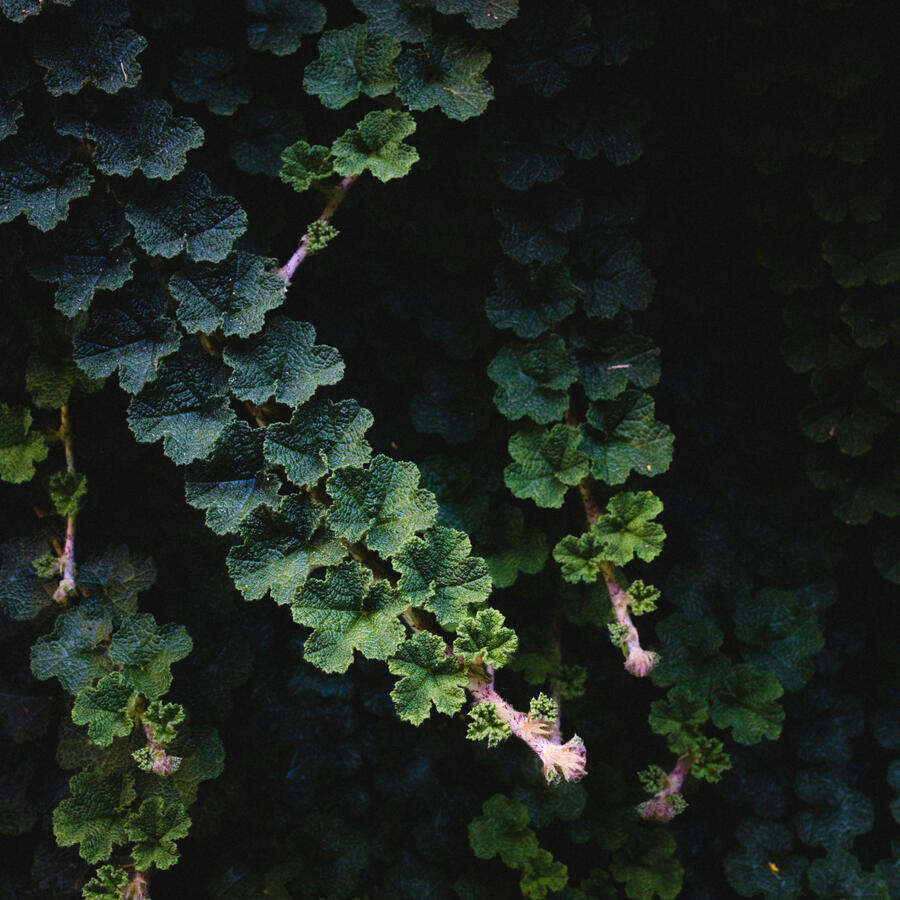Decorative Botanical Image Beautiful Creeping Bush Mallow Leaves