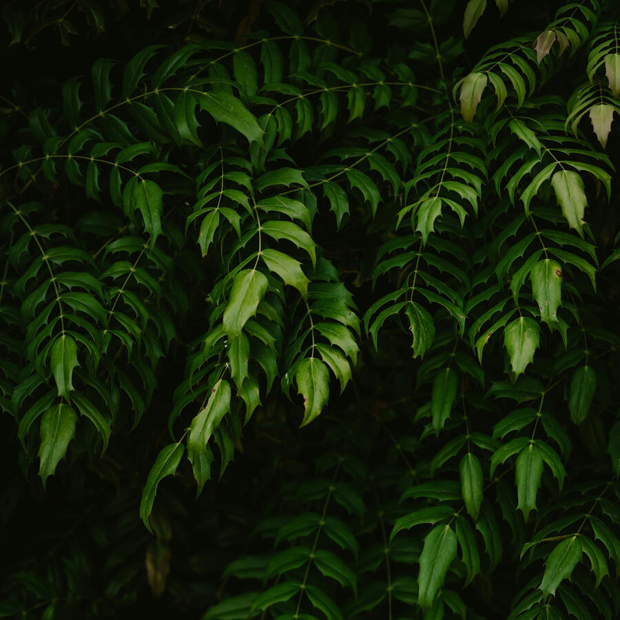 Decorative Botanical Image Beautiful Leatherleaf Mahonian Leaves