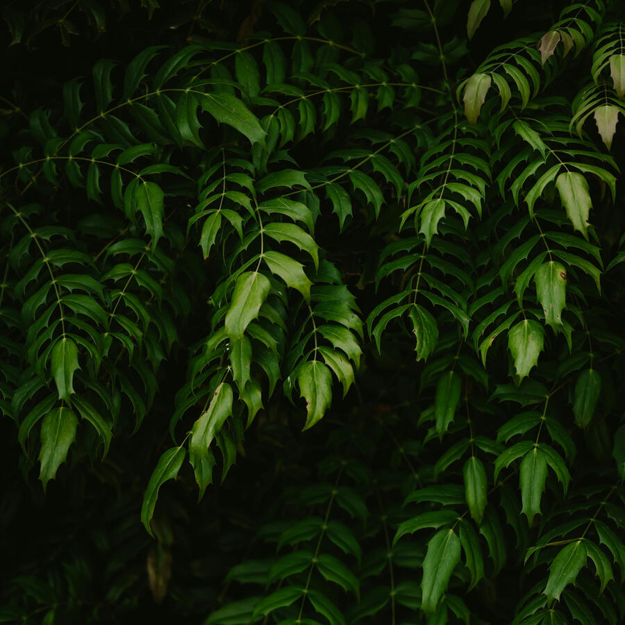 Decorative Botanical Image Beautiful Leatherleaf Mahonian Leaves