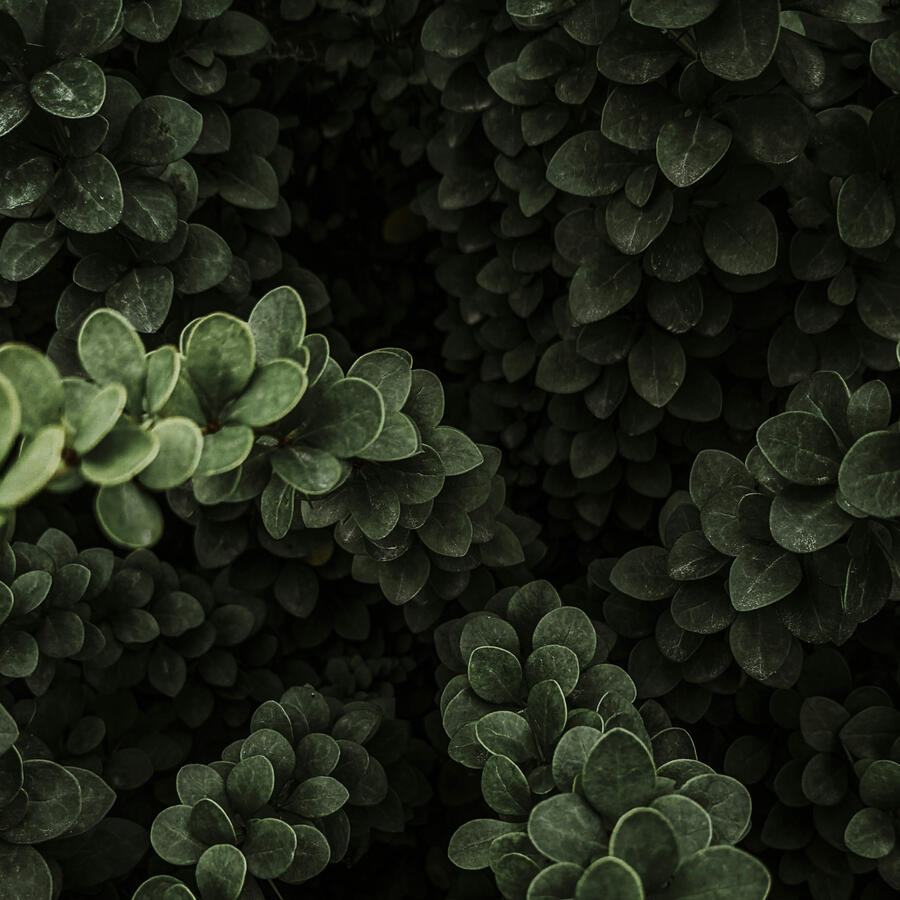 Decorative Botanical Image Beautiful Japanese Barberry Leaves