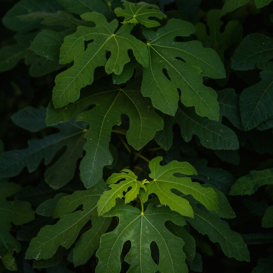 Decorative Botanical Image Beautiful Common Fig Leaves