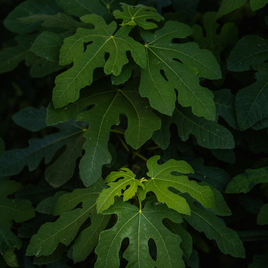 Decorative Botanical Image Beautiful Common Fig Leaves