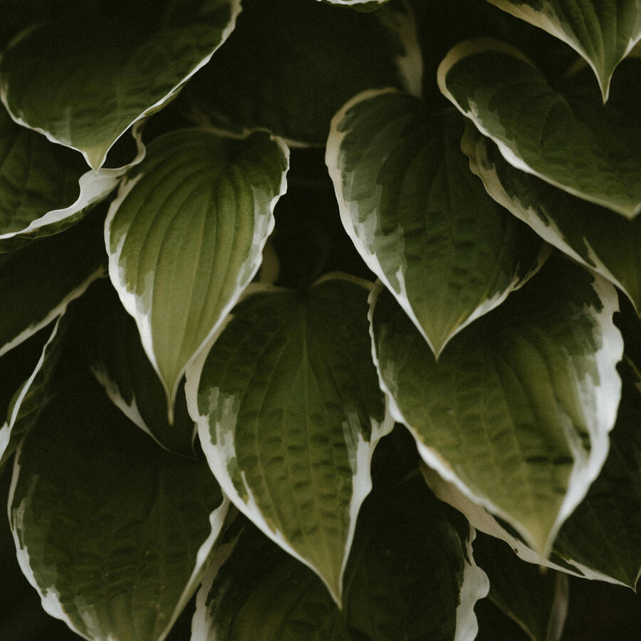 Beautiful Leaves With White Outlines, As If Painted On