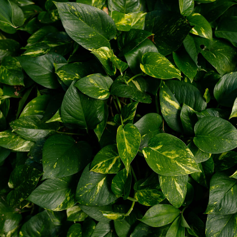 Decorative Botanical Image Beautiful Golden Pothos Leaves
