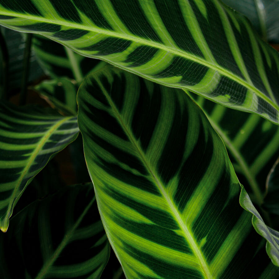 Decorative Botanical Image Beautiful Peacock Plant Leaves